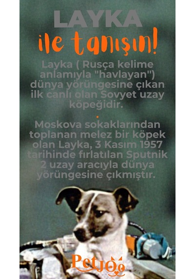 Petjoo 22.Layka Turuncu-Gri Qr'lı Köpek Künyesi