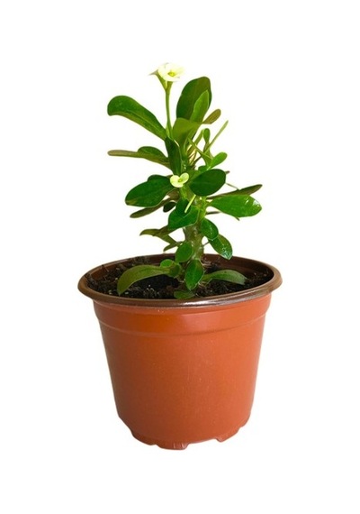Efhorbia Küçük Boy Dikenler Tacı Fidanı Beyaz 10-20 Cm