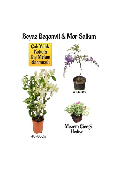 Beyaz Begonvil Çiçeği+mor Salkım Ağacı Fidanı Mezem Çiçeği Bahçe Peyzaj Seti