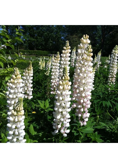 Beyaz Acı Bakla Çiçeği Tohumu White lupinus 30 Tohum