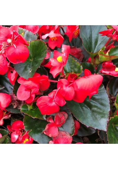 Begonya Begonia Kırmızı Renk 30 Adet