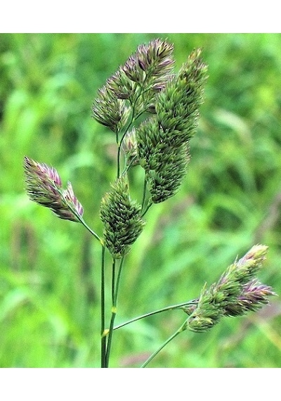 Domuz Ayrığı Tohumu 1 KG Ayrık Otu Tohumu Dactylis Glomerata