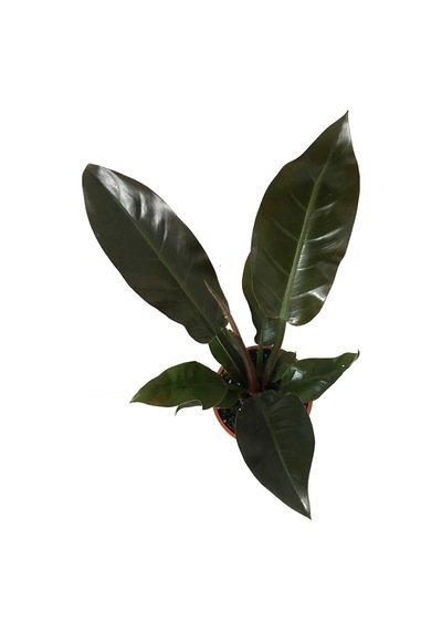Philodendron Imperial 'Red' Ø17 CM H40-45 CM