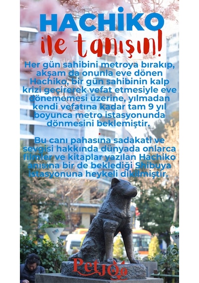Petjoo 19.Hachiko Kırmızı-Mavi Qr'lı Köpek Künyesi