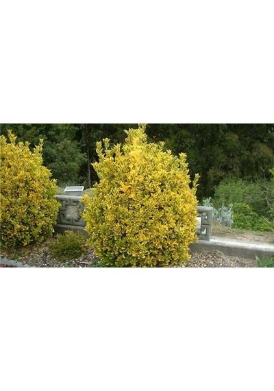 Gold Taflan Fidanı 20-40 Cm altuni Taflan Euonymus Japonica