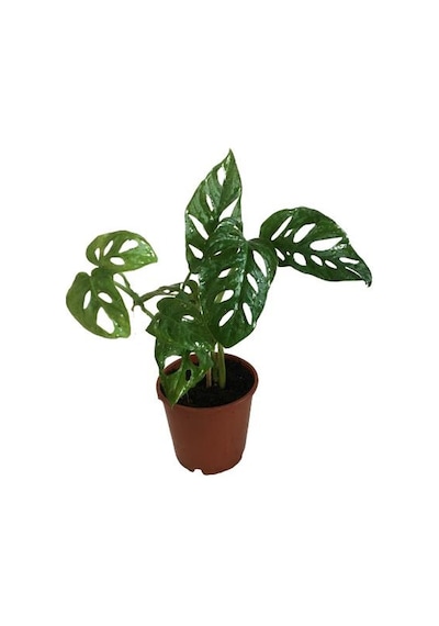 Sarmaşık Deve Tabanı Bitkisi - 30-35 Cm