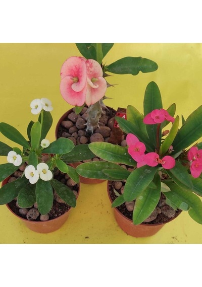 Milli Dikenler Tacı Kaktüs 1 Adet 3 Farklı Renk Saksılı 20-40cm Euphorbia