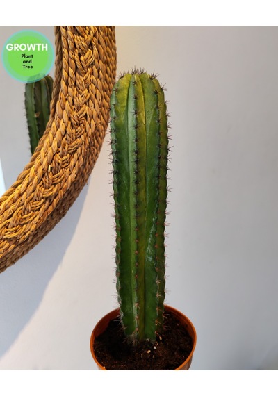 Polaskia Chiphice Columnar Kaktüs 1 Adet