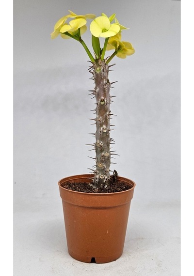 Sarı Milli Dikenler Tacı 1 Adet Saksılı 10-30 Cm Salon Bitkisi Kaktüs Euphorbia