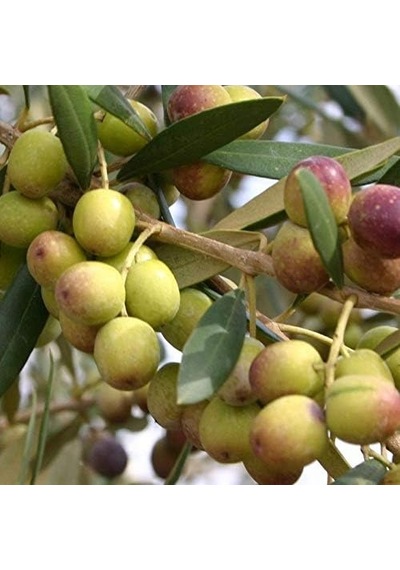 İdeapazar Tüplü İspanyol Bodur Arbequina Zeytin Fidanı 2 Yaş