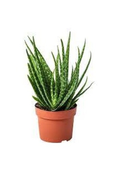 10 Adet Tohum Organik Aleovera Çiçeği Tohumu Balkon Aloe Vera