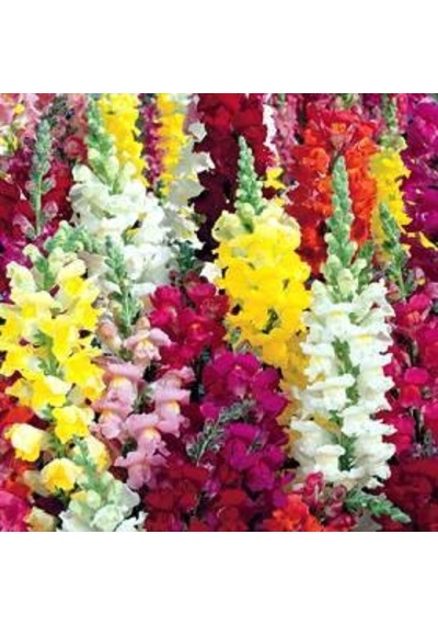 500+Aslanağzı Tetra Karışık Renk Çiçek Tohumu N114081