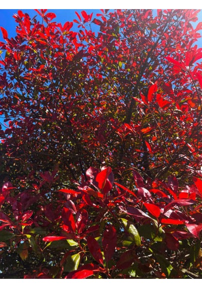 Çok Avantajlı Alev Çalısı Kırmızı Yaprak 30 50cm 1 Adet Photinia Serratifolia