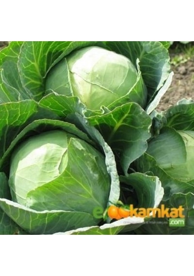 Beyaz Lahana Yalova 1 Tohumu Paket 25 GR Paket