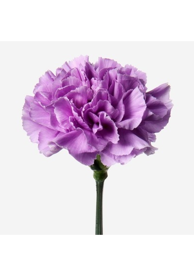 Chabaud Violet Katmerli Karanfil Çiçeği Tohumu 70 Adet