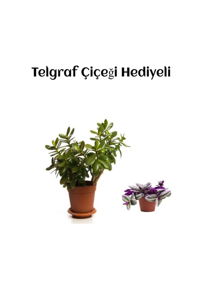 Hediyelik Parlak Yapraklı Şans Para Ağacı Bitkisi Fidanı Telgraf Hediyeli