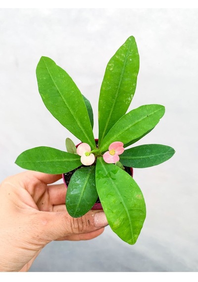 Pembe Çiçekli Milli Dikenler Tacı Mini 1 Adet Saksıda 5-10 Cm Salon Bitkisi Euphorbia