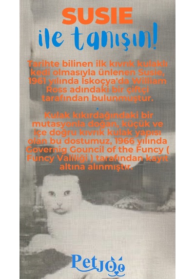 Petjoo 3.Susie Mavi-Turuncu Qr'lı Kedi Künyesi