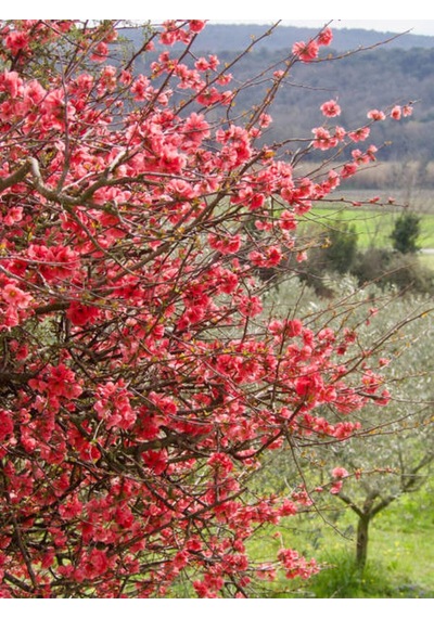 Yörük Gelini Japanese Quince Bol Çiçekli Süs Bitkisi Aşılı Meyve Fidanı