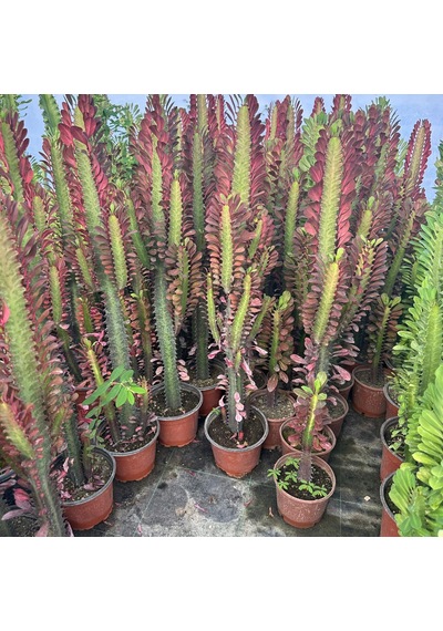 Sınırlı Üretim Bol Dallı Euphorbia Trigona Red - Afrika Kırmızı Süt Ağacı Kaktüsü