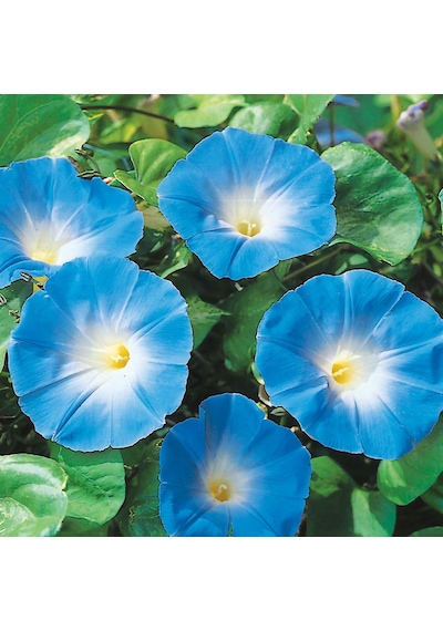 10+Sabah Sefası Heavenly Blue Tohumu N11439