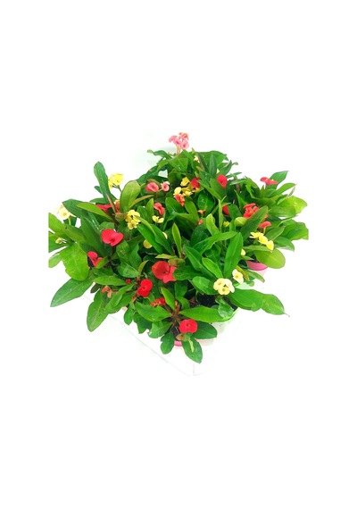 Videolu Milli Dikenler Tacı 3'lü 5 35 Cm Saksılı Kaktüs Euphorbia