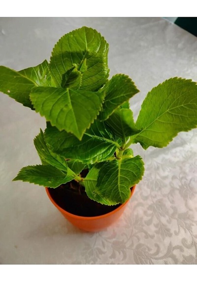 4 Adet Ortanca Fidesi 15-30cm Karisik Renk