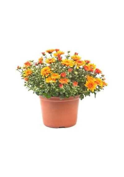 1 Adet Saksılı 15-25 Cm Krizentem Turuncu Renk Kasımpatı Çiçeği