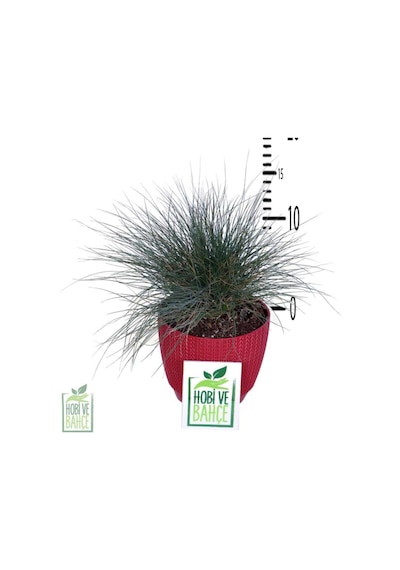 Mavi Çim Saksı'da Festuca Glauca