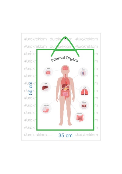 İngilizce İç Organlar Öğretici Poster