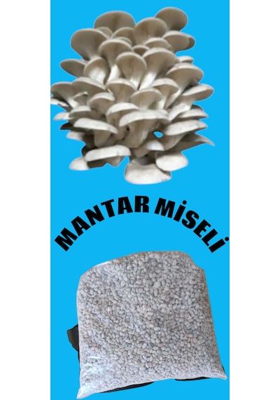 1 Kg İstiridye Mantarı Tohumu Ekim Poşeti, Kireç, Alçı Ve Buğday Kepeği- Full Paket 1 Adet