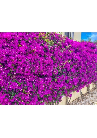 Videolu Mor Begonvil Fidanı Bahçe Balkon Teras Bitkisi 30 60 Cm 1 Adet Saksılı Bougainvillea