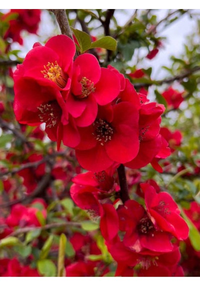 Kırmızı Bahardalı Çiçeği Fidanı 1 Adet Saksılı 40-60 Cm Japon Ayvası Chaenomeles Japonica