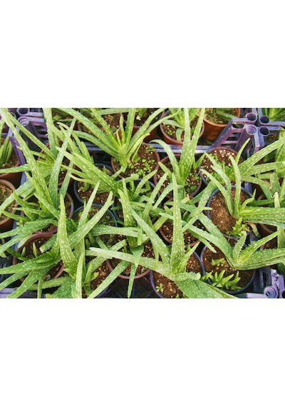 Aloe Vera Bitkisi 10 Adet