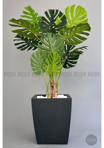 Yapay Monstera Ağacı Deve Tabani 180 Cm Antresi T Kemer Saksıda Antresit