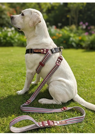 Köpek Göğüs Tasması Ayarlanabilir Ve Gezdirme Kayışı 2'li Set Büyük Irk Çok Renkli