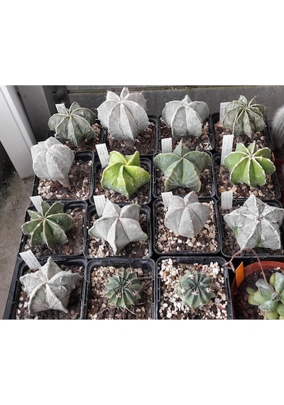 10 Adet Mix Astrophytum Kaktüs Tohumu