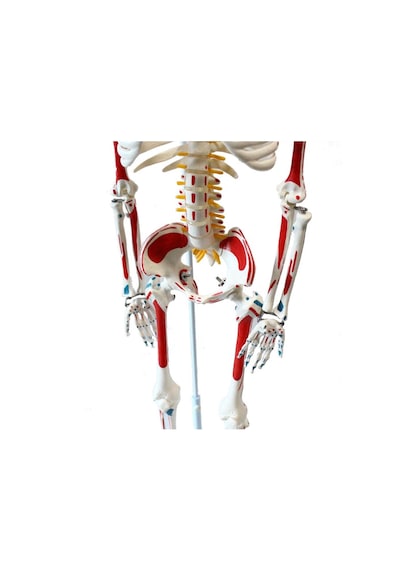 Tam İskelet Maketi 85 CM Model 8