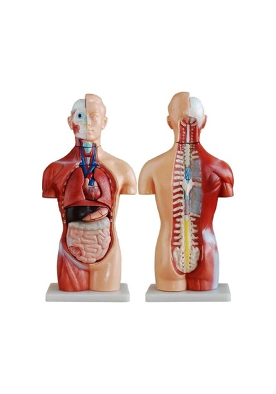 Ece İnsan Vücudu Modeli Torso 42cm 18 Parça Cinsiyetsiz Gerçekçi