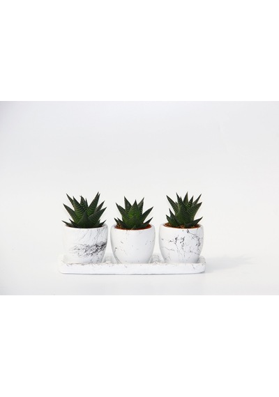 Haworthia Trio Set - 3lü Limifolia