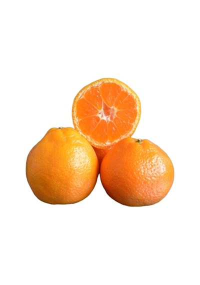 Tüplü Kokulu Çekirdeksiz Aroması Yüksek Okitsu Mandalina Fidanı