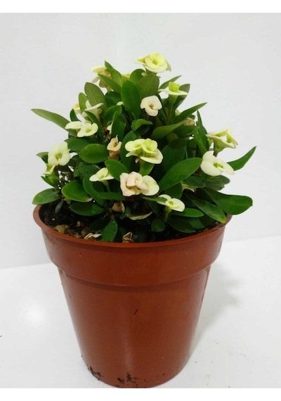 Çok Avantajlı Beyaz Dikenler Tacı Euphorbia Milii