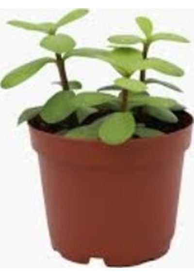 Ovata Yeşim Para Çiçeği Fidanı 10-20 Cm