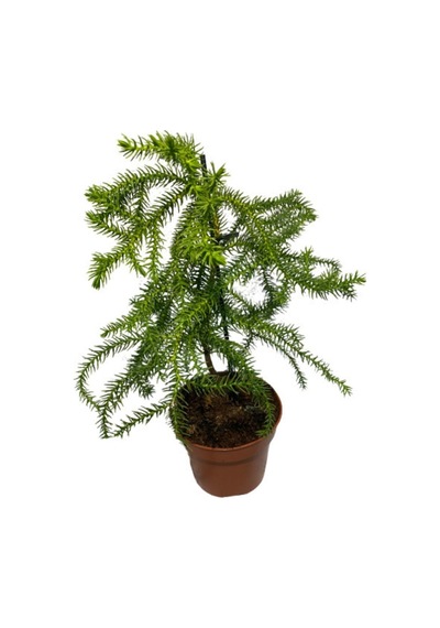 Arokarya Salon Çamı Saksı Hariç 15-25 Cm