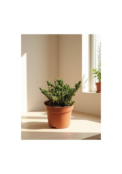 Variegated Opuntia / Tavşan Kulak Kaktüs 25-30cm