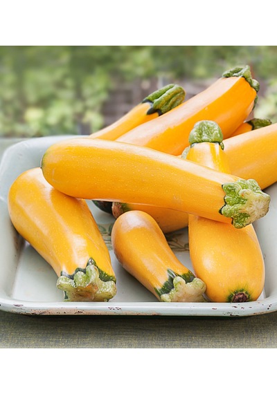 10+ Geleneksel Zucchini Sarı Kabak Tohumu