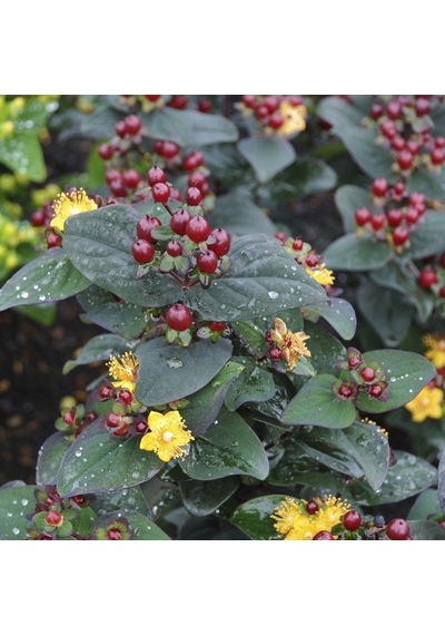 Siyah Kantaron Çalısı 5 Adet - Hypericum Inodorum Magical Black