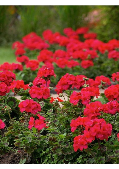 Canlı Kırmızı Premium 1 Adet Sardunya Çiçeği 15-40cm Saksılı Geranium