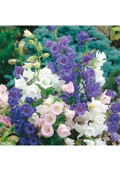 Calycanthema ‘Cup & Saucer’Campanula Karışık Çan Çiçeği Tohumu 1