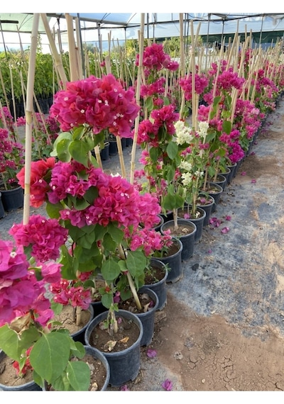 Begonvil Gelin Tacı Bougainvillea